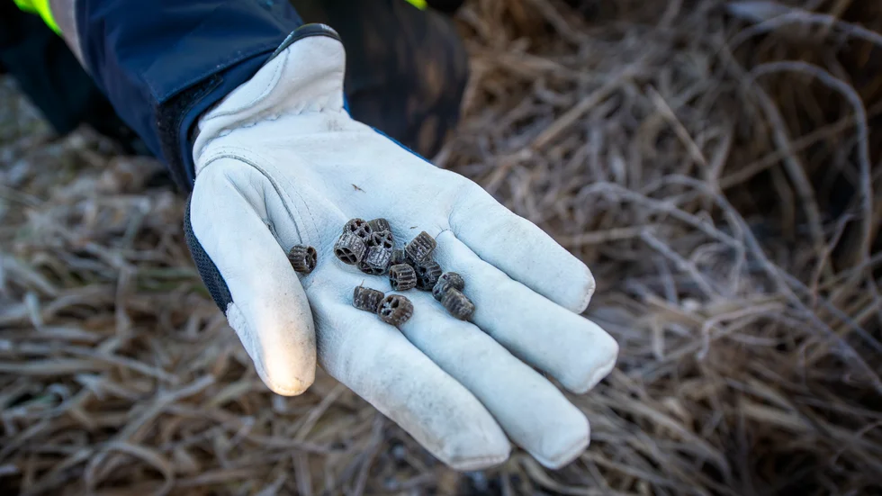 Bärarna består av plast och ska inte vara i naturen. Det finns en risk att djur i området stoppar de i magen.   