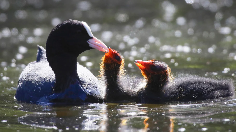 I regeringens Tidöavtal nämns knappt arbetet med den biologiska mångfalden, trots att naturkrisen är här och nu, skriver Gustaf Lind och Åsa Ranung, WWF.