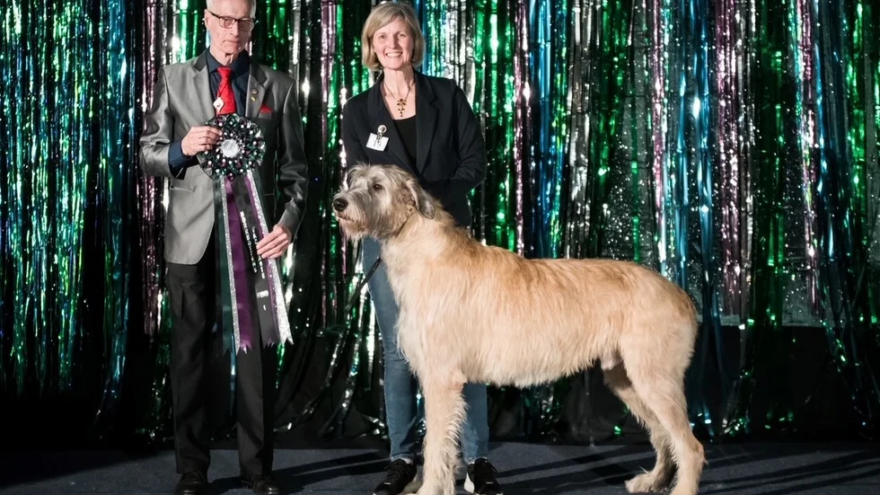 Maria Lundmark har Norrbottens vackraste hund 2023, med sin irländske varghund ”Lyckovargens Lyckohonung”.
Med på bild även domare Torbjörn Skaar.