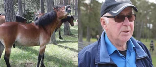 Klart med årets hingst på Lojsta hed