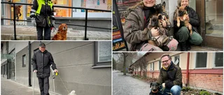 Det här är de vanligaste hundraserna och hundnamnen i Enköping • EP träffade några av kommunens mer än 6 000 hundar