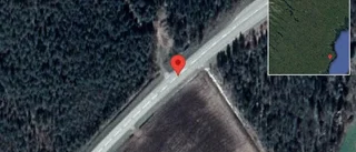 Renar på vägen på E4