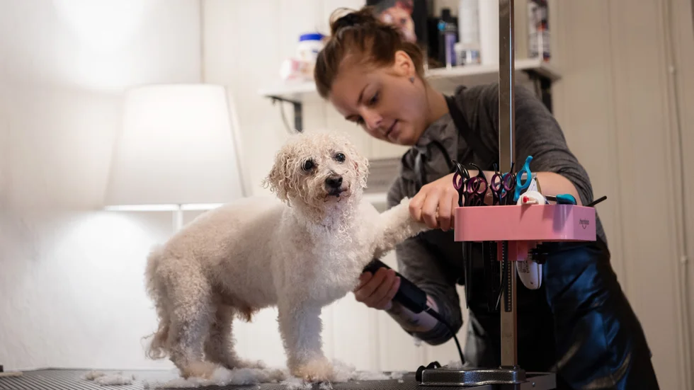 När UNT var på besök var även bichon frisén Valle, 10 år, där. Han fick både ett bad och klippning.