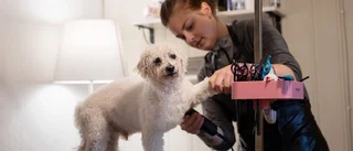 Madelene vantrivdes på jobbet – planerar öppna nattis för hundar • Se när hunden Valles päls trimmas