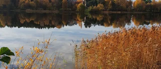 Läsarbilden: Magisk fotodag   