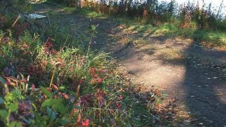 Det är ett höstfagert pajala som tar emot besökare för Vittula evenemangen, i detta fall en stig till Paskajänkkä i den mångkulturella upplevelsen Vittula i Pajala