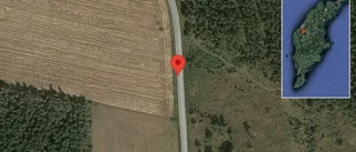 Hästar på vägen på väg 142