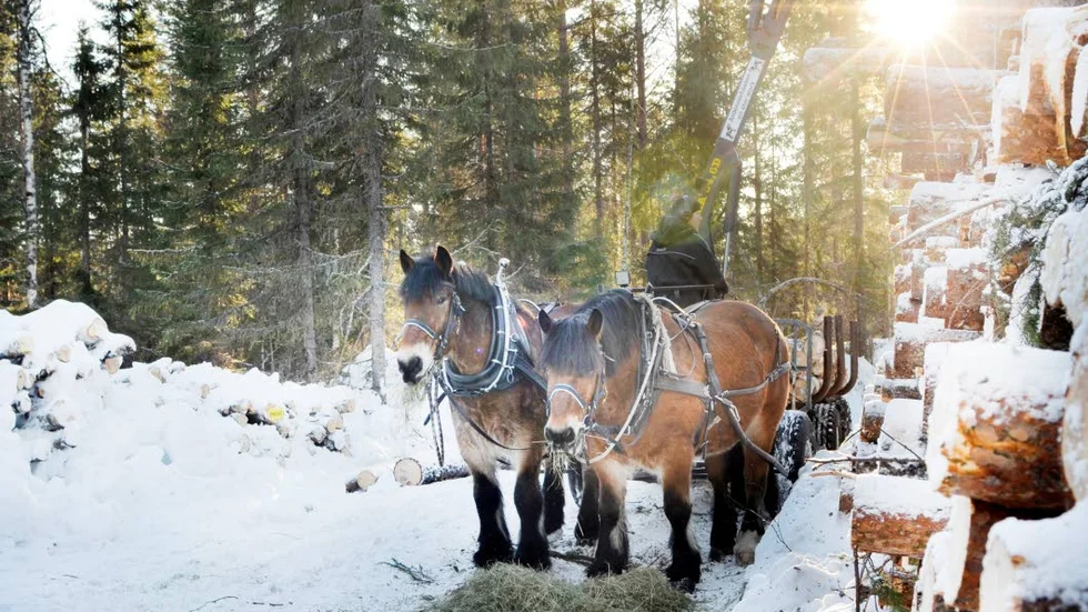 SKOGSARBETARE. Skogsarbetarna Tarzan och Tarmo gick plötsligt genom isen och sedan blev dramatiken stor.