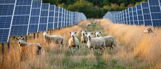 Ny solpark planeras längs vägen till Bredsand