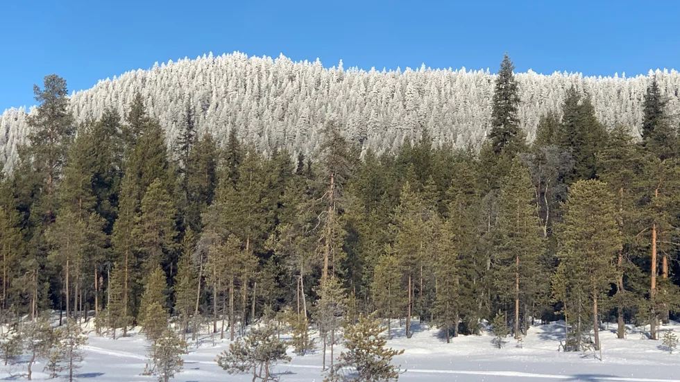 Dagens läsarbild.