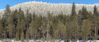 Läsarbilden                   