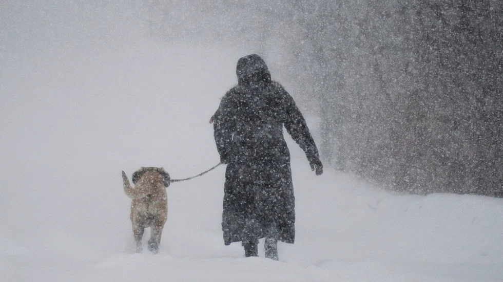 Hunden på bilden har inget med den aktuella händelsen att göra. Arkivbild.
