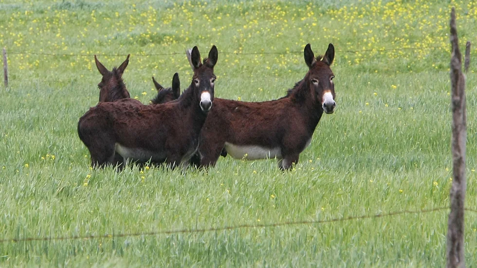 Genrebild. Djuren på bilden har inget med djuren i artikeln att göra.