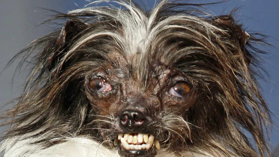Fulingen Peanut, stolt innehavare av titeln Världens fulaste hund 2014. Arkivbild.
