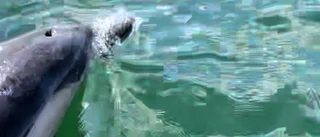 Ovanlig delfin överraskade seglare i Trosa skärgård – se film här