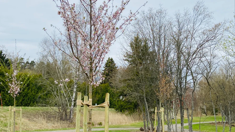 Förra veckan planterades en körsbärslund i Sköldinge.
