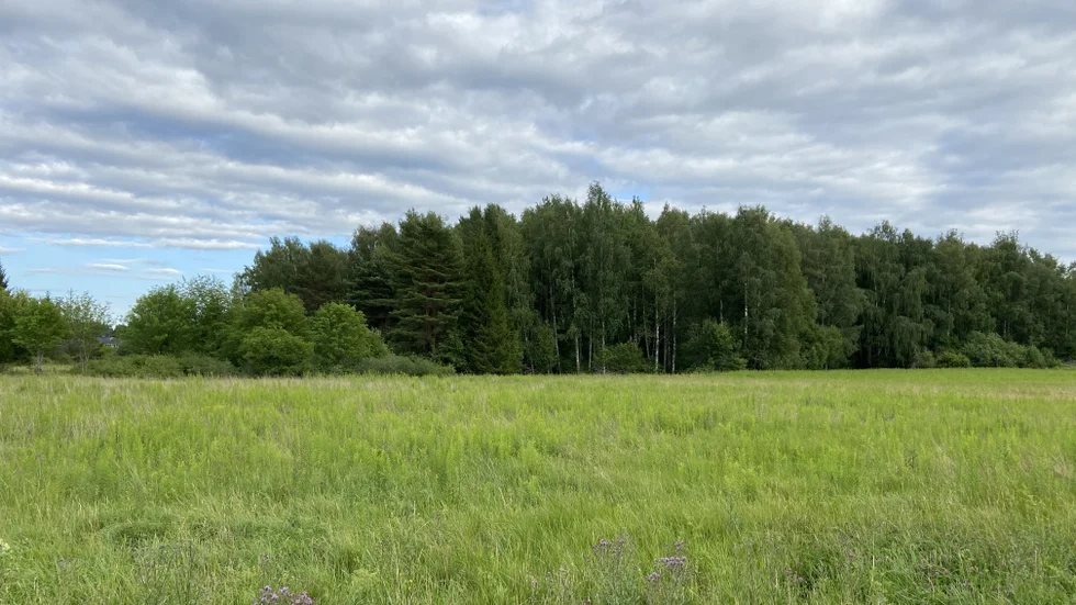 Enligt ett nytt förslag kan ny skola i Mesta placeras här, på en skogsfastighet som kommunen redan äger.