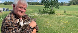 Naturvårdaren: Sörmland tjänar på att ha varg 
