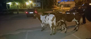 Vilsna kalvar intog parkering