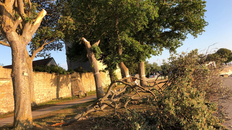 Vandaliseringen av två träd vid ringmren i Visby har polisanmälts.