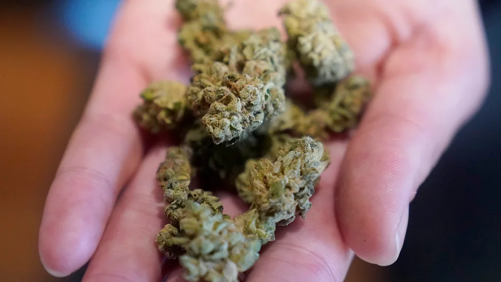 Bruket av cannabis i Sverige kan vara betydligt högre än tidigare uppskattningar, enligt en ny studie. Arkivbild.