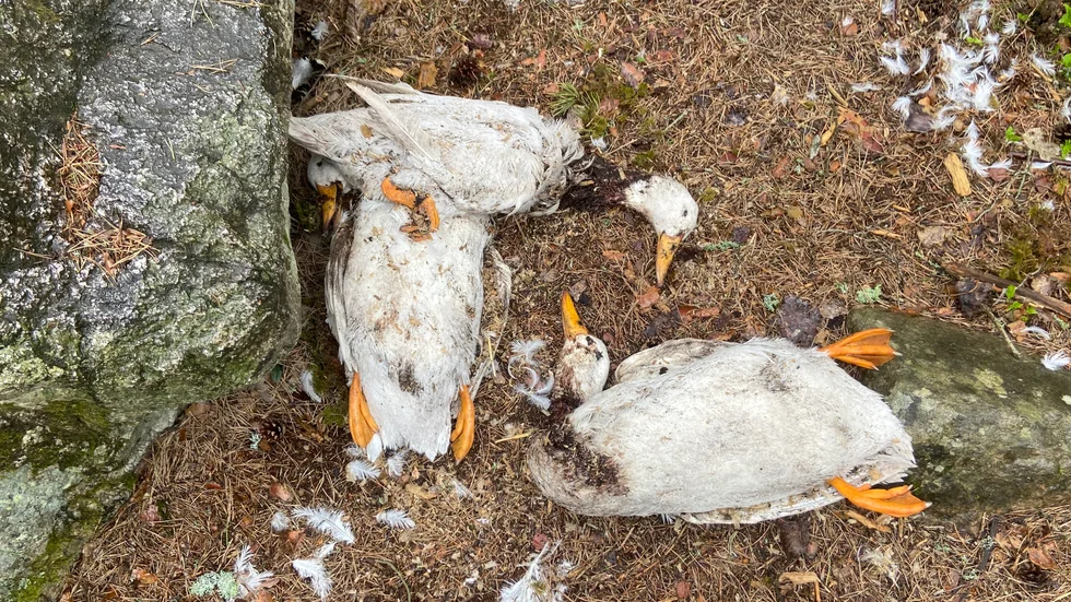 Flera döda fåglar dumpade i ett skogsparti i Kjula.