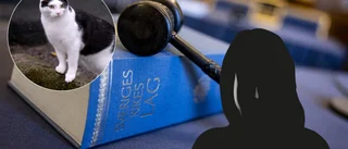 Katt hittades döende i förråd – kunde inte räddas