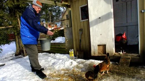 Sedan räven tagit en tupp och tre hönor låter inte Christer Persson de kvarvarande vistas fritt i trädgården som de vant sig vid. -- Tills räven är oskadliggjord får de finna sig i att vara i hönsgården, säger han.