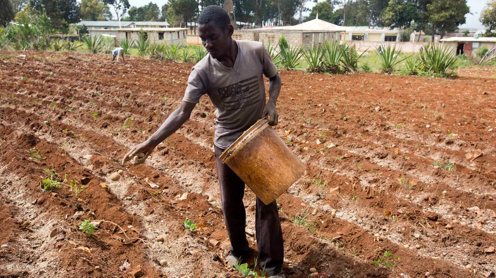 Roodymanche Lomane planterar potatis i sitt grönsaksland i Oriani i Haiti. En kraftig El Niño kan innebära torka i Karibiska havet och delar av Sydamerika. Arkivbild.