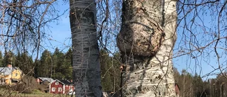 Läsarbilden: Vrilen växer lite varje år