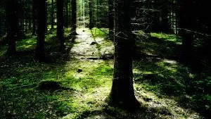 Skogen är basen för John Moberg, ett hem, även för en f.d. sjöman. Foto: Scanpix