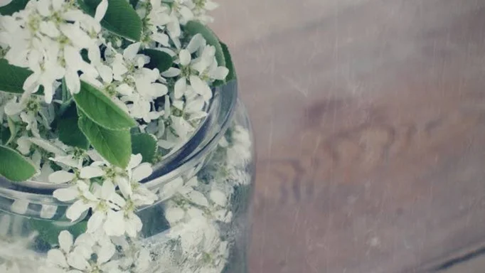 Ett annat tecken på försommar: häggmispeln blommar.