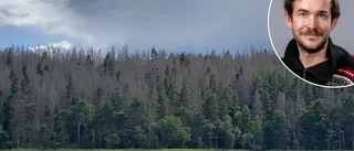 Se spöklika skogen ifrån "Maja-båten" – naturvårdaren om reservatet Stora Härnön: "Alla granar har dött"