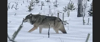 Vargvän uttalade dDödshot et: Rör ni vargen dör ni