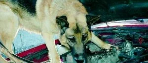 Knarkhund på uppdrag