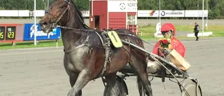 Berghvinnare i Skellefteåtravet