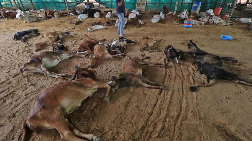 Kor som dött i Jaipur i den indiska delstaten Rajasthan. Bild från 21 september.