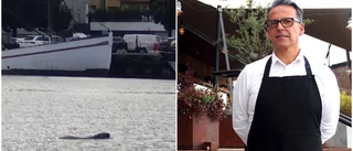 VIDEO: Säl letar sig in mot Stora Strömmen: "Nu har den kommit hit nästan varje dag" • Kallas Göran – av vissa