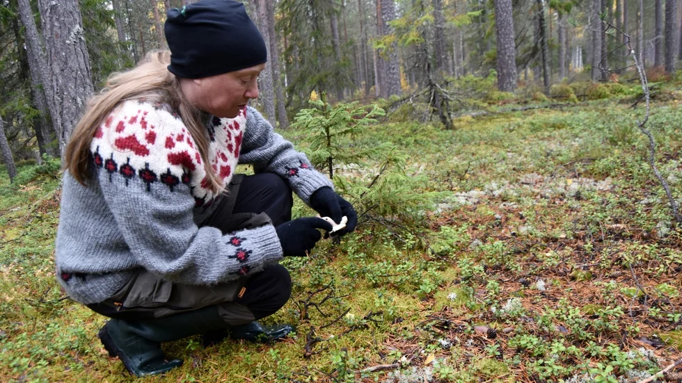Goliatmusseron trivs i gammal och gles skog.