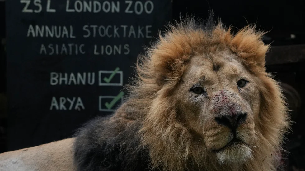 Lejon i fångenskap, här i djurparken London Zoo. Arkivbild.