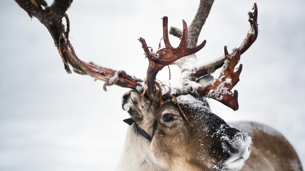 Det har varit en tuff vinter för många renar. Arkivbild.