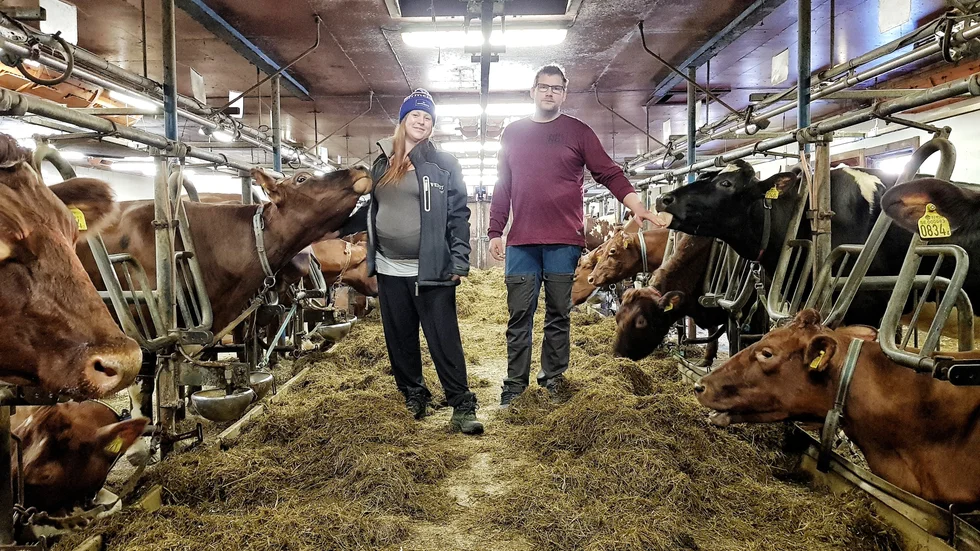 Yohanna Alaluusua och Ted Oskarsson har köpt in 35 mjölkkor trots tuffa tider. "Man måste vara lite galen för att vara i den här branschen", säger Yohanna.