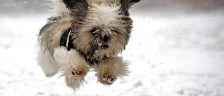 Ordna hundsläpp även i Skellefteå
