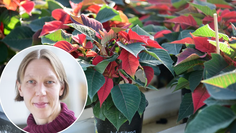 Julstjärnans blad är direkt olämpliga att äta. Jenny Westerbergh, legitimerad apotekare på Giftmedelscentralen, berättar om vad framför allt barn bör undvika att provsmaka så här i jultid.