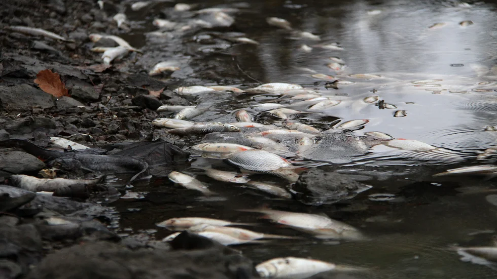 Under nyårshelgen upptäckte Roxens fiskevårdsområdesförening mängder av döda fiskar i Göta kanal mellan Ljungsbro och Borensberg. "Ingen ny företeelse", menar kanalbolagets vd Roger Altsäter.