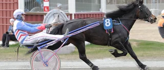 Strimmsy utan hot i Boden