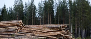 Färre vill avverka skog i Västerbotten