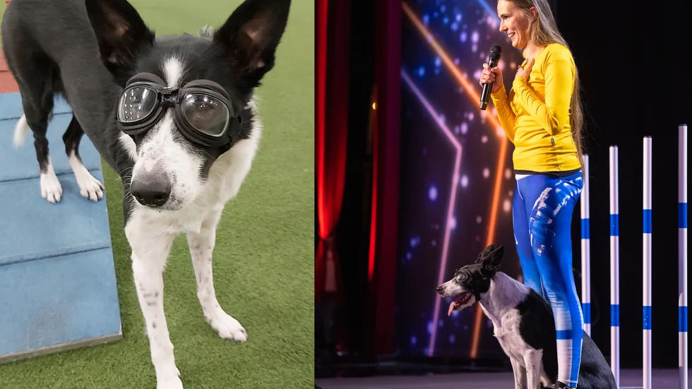Hunden Ulla och hennes matte Johanna Mattila uppträder i TV4:s fredagsunderhållning "Talang". Men för några år sedan trodde de att deras hobby var ett minne blott. 