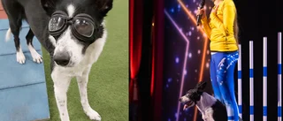 Närsynta hunden Ulla fick glasögon – nu gör hon tv-succé i "Talang"