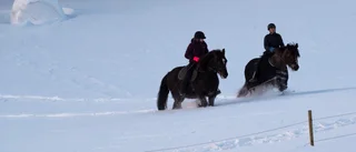 Orädda hästar en livförsäkring i skogen